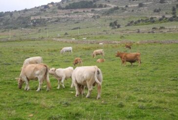 Bovini allo stato brado nelle Crete senesi. CIA lancia l’allarme