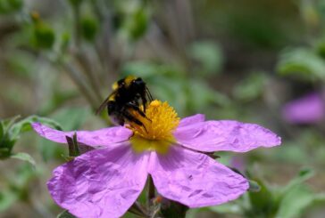 “La biodiversità attorno a noi”: un convegno Unisi ai Fisiocritici