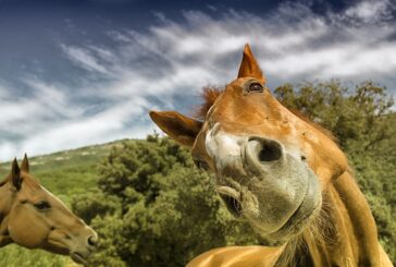 Anche a Siena si celebra la Giornata del Cavallo