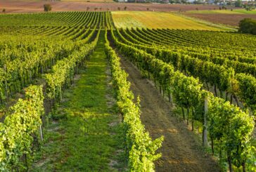 Cantine aperte: alla scoperta del “peccato naturale” in Toscana