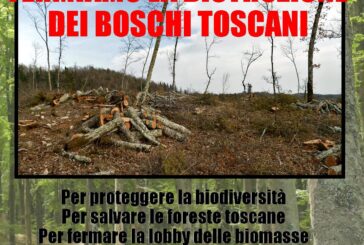 Il 28 maggio manifestazione contro il taglio degli alberi