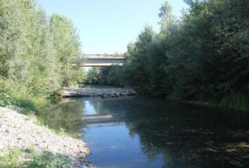 Torrente Arbia in  secca… e i pesci stanno morendo