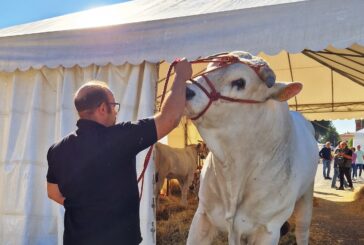 Sinalunga, la Fiera alla Pieve si avvia alla conclusione