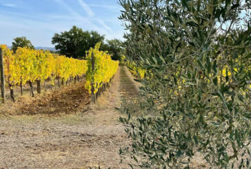 A Montepulciano si cammina tra gli olivi nelle campagne di Acquaviva