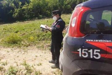 I Carabinieri Forestali accertano irregolarità in due cantieri boschivi