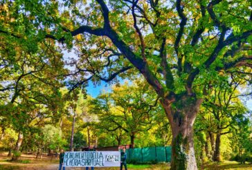 La Foresta che avanza celebra gli alberi secolari