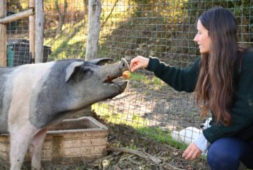 Senia, la maialina di cinta senese, invita alla raccolta fondi a Castiglion d’Orcia