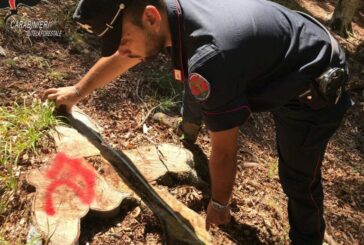 Tagli boschivi illegali: intensi controlli dei Carabinieri forestali