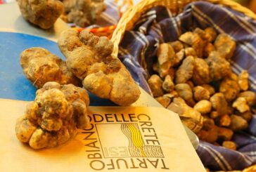 Al via la Mostra Mercato del Tartufo Bianco delle Crete Senesi