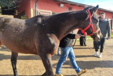 Dimesso dalla Clinica veterinaria Il Ceppo il cavallo Zentile