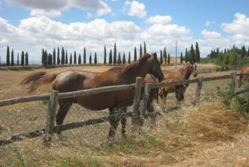 Siena torna ad ospitare la rassegna di puledri anglo-arabi