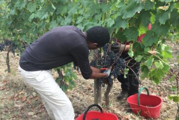 Lavoratori agricoli: in provincia di Siena i dipendenti sono quasi 13.000