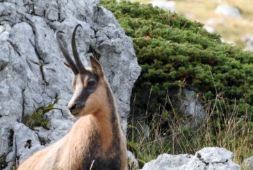 Cambiamento climatico e aggressività negli animali: una “guerra per le risorse”?