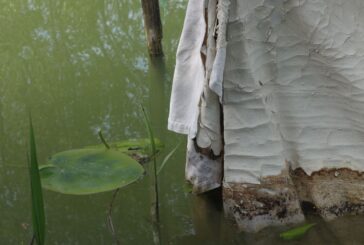 Dal lago alla tela: le naturografie di Roberto Ghezzi