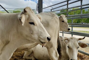 A Bettolle un laboratorio per “Ri-conoscere la Chianina” 