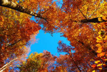 Cromatismi d’autunno, la mostra sul foliage dell’Amiata