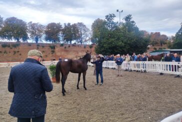 Gardenia vince la II Rassegna del puledro Anglo Arabo