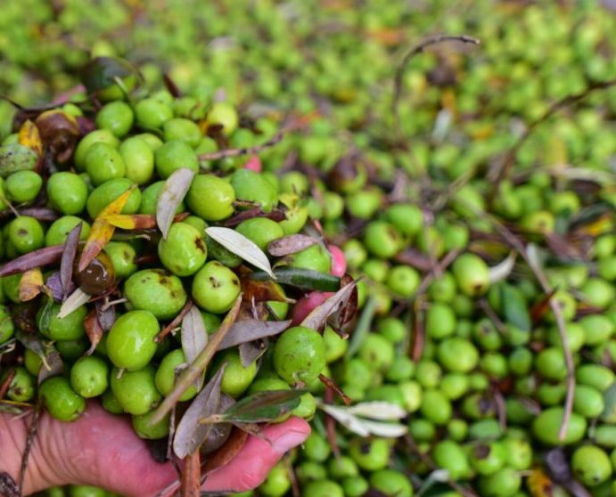 Olio le prime spremiture fanno intravedere grandissime eccellenze