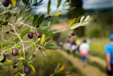 Domenica 29 ottobre “Camminata tra gli olivi” a Valiano