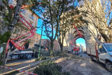 Potature di alberi in zona ospedale, via delle Province e San Prospero