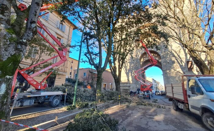 Potature di alberi: si prosegue in zona ospedale, via delle Province e San Prospero