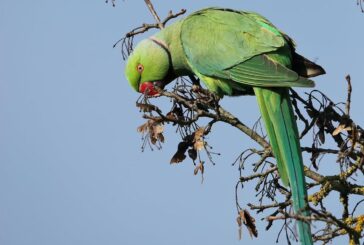 Coldiretti Toscana: “Flagello pappagalli verdi per frutta, mandorli e girasoli”