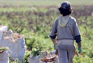 Lavoro minorile. Coldiretti: 7 bambini su 10 sfruttati per produrre cibo