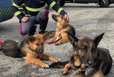 #senontiportononparto: spot della Polizia contro l’abbandono degli animali