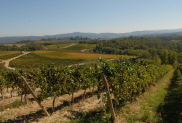 Consorzio Vino Chianti: “Ottima qualità ma la peronospora ha diminuito un po’ la quantità”