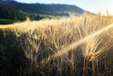 Pazzagli e Ribani insigniti con il “Città di Montalcino per la storia della civiltà contadina”