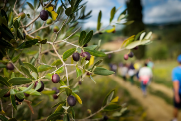 Camminata tra gli Olivi 2024 a Montepulciano