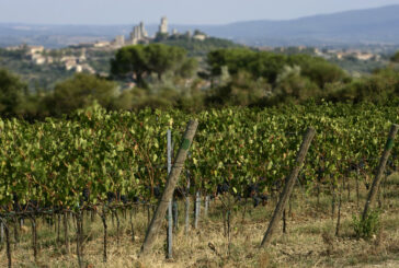 Vendemmia a San Gimignano: buona qualità e rese nella media