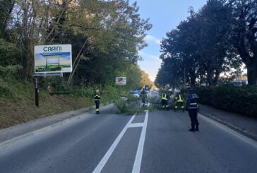 Cade una pianta in viale Toselli: intervento della Municipale e dei Vigili del fuoco