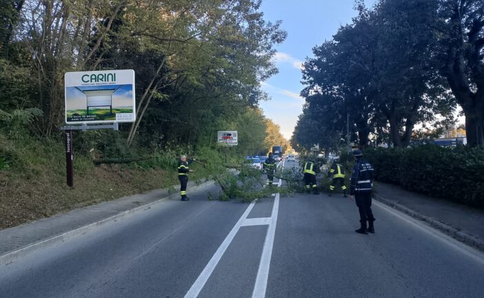 Cade una pianta in viale Toselli: intervento della Municipale e dei Vigili del fuoco