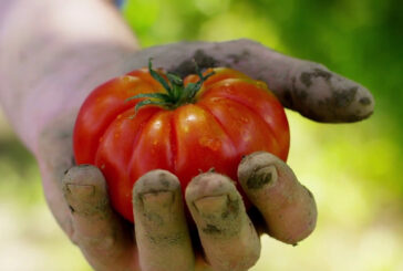 Agricoltura, crescono le coperture assicurative per il bio