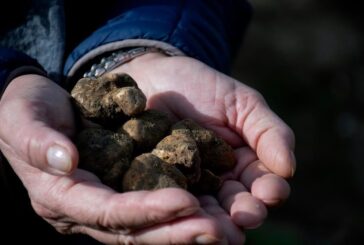 Asciano celebra il tartufo bianco con una mostra