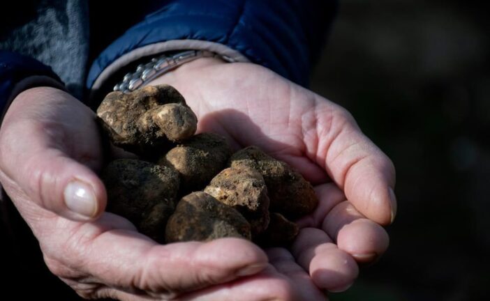 Asciano, cuore delle Crete Senesi, celebra il tartufo bianco