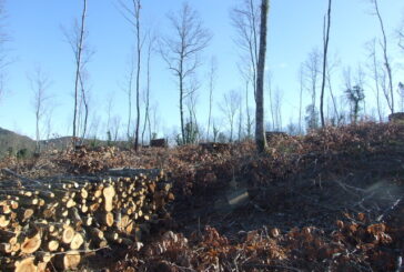 Il Comitato Montagnola Senese segnala ai Carabinieri un taglio del bosco