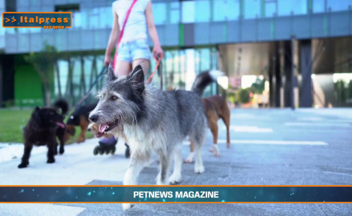 PetNews Magazine – 18/2/2025