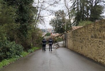 Strada di Malizia interrotta dalla caduta di una pianta