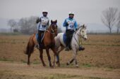 Equitazione: gara internazionale di Endurance per amazzoni e cavalieri senesi