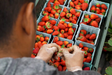 41 milioni di euro per assicurazioni agevolate in agricoltura