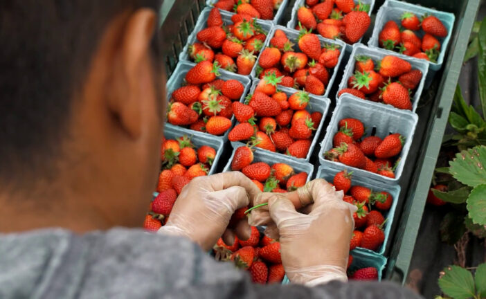 41 milioni di euro per assicurazioni agevolate in agricoltura