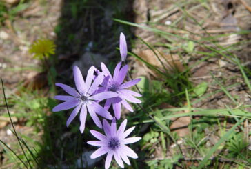 Iniziative nell’ambito della “Giornata del Profumo” all’Orto Botanico