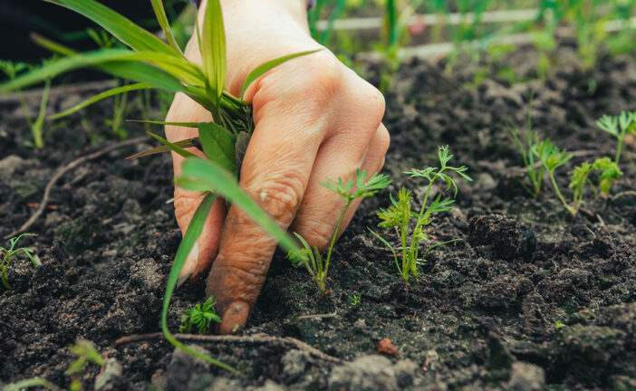 Il progetto del Distretto biologico della Valdelsa si presenta a cittadini e aziende