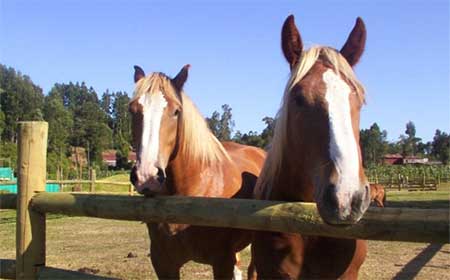 Palio, sette batterie impegnate sulla pista di Monticiano