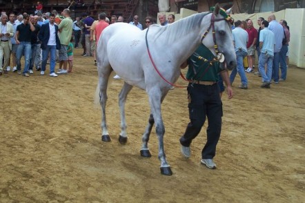 Palio, in 67 i cavalli ammessi alle prove mattutine