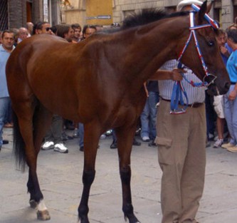 Palio: 57 cavalli al lavoro a Monteroni