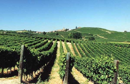 Vendemmia di qualità per le cantine sociali