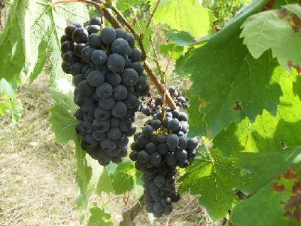 Vendemmia 2010: Winenews raccoglie le previsioni dei produttori